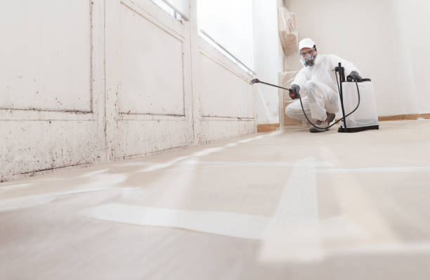 Black mold remediation team in Verona